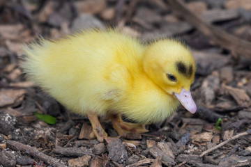 Bright Yellow Newborn Muscovy Duck