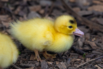 Bright Yellow Newborn Muscovy Duck