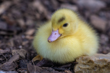 Bright Yellow Newborn Muscovy Duck