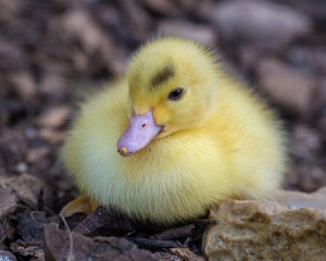 Bright Yellow Newborn Muscovy Duck