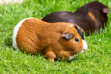 Fototapeta premium Friendly Guinea Pig Playing on Grass
