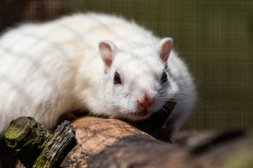 White Chipmunk Resing on a Mossy Branch