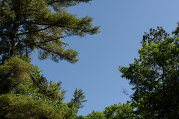 Green pine tree branches isolated against blue sky