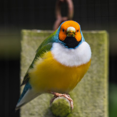 Gouldians Finch Perched on a Feeder