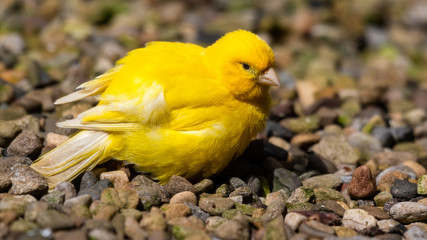 Yellow Canary Resting on the Ground