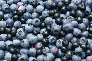 Lots of blueberries. Mid-summer is harvest time for highbush blueberry (Vaccinium corymbosum L.)