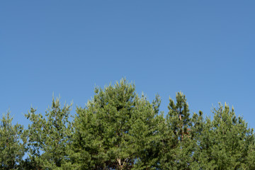 Green pine tree branches isolated against blue sky