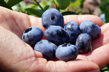 Blueberry (Vaccinium corymbosum L.) with huge fruits of the Chandler variety. Ripe fruit in a woman's hand.