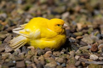 Yellow Canary Resting on the Ground