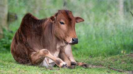 Fototapeta premium Young Zebu Resting on Grass