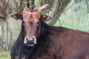 Adult Zebu Resting on Grass