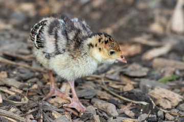 New Born Turkey Walking on the Grond