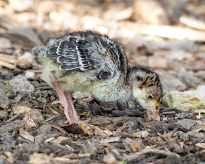 New Born Turkey Walking on the Grond