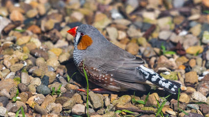 Zebra Finch Resting on the Ground