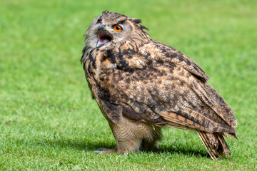 Young Bengal Eagle Owl Walking on Grass