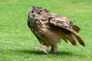 Young Bengal Eagle Owl Walking on Grass
