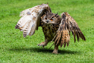 Young Bengal Eagle Owl Walking on Grass
