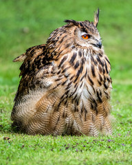 Young Bengal Eagle Owl Walking on Grass