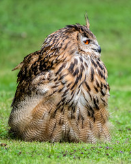 Young Bengal Eagle Owl Walking on Grass
