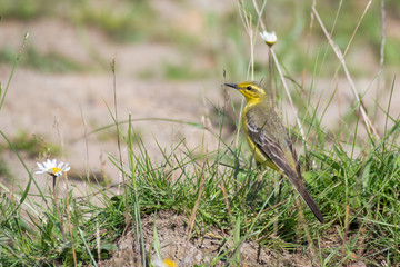 Grey Wagtail Grubbing on the Ground