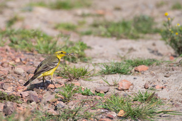 Grey Wagtail Grubbing on the Ground