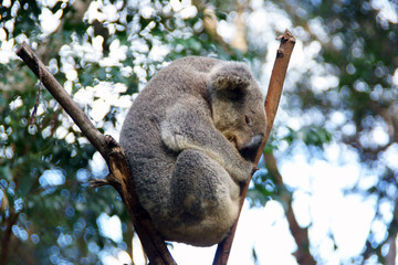 Sleeping Koala