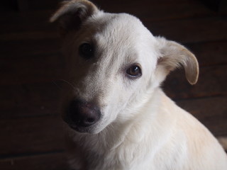 Obraz premium Cute white dog looking at me, Kathmandu, Nepal