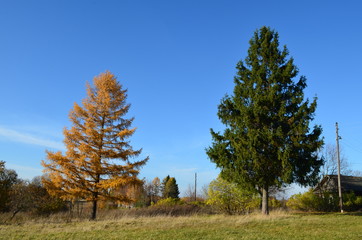 trees in the autumn