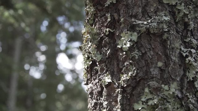 Bosque de Pino y Oyamel