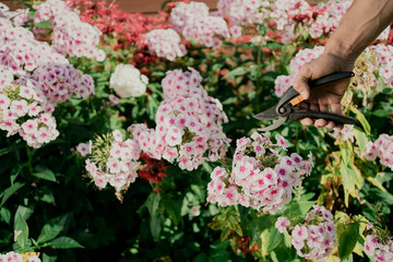 pruner hand of a man working in the garden with the colored flowers