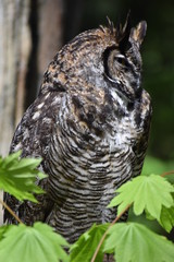 great horned owl