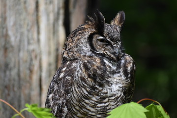 great horned owl