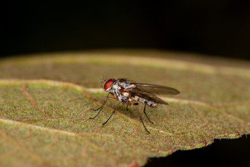 Fly standig on a green leaf