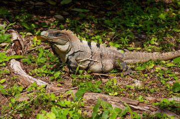 Big iguana takin the sun on the forest flor