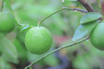 Green lime with green leaf in the garden. Nature background