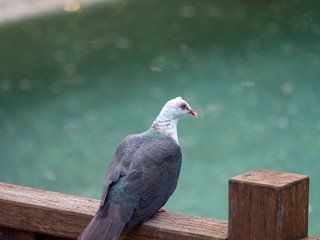Australian white headed pigeon