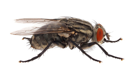Flesh fly isolated on white background, Sarcophaga sp.