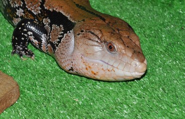 The eastern blue-tongued lizard (Tiliqua scincoides scincoides)