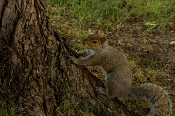 Squirrel Starting to Climb a Tree in a Park