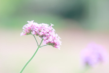 Purple flower in the garden. Nature background