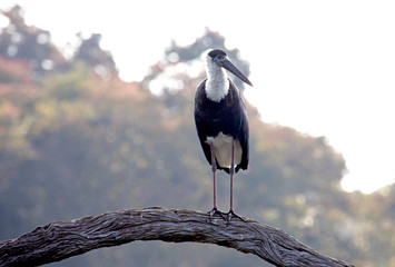 This Woolly necked stork standing on a branch has the demeanour of a headmaster. 