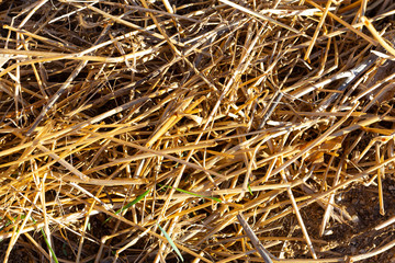 bunch of dry yellow straw for animal feed