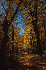 Sunlit Autumn Trail in Northern Wisconsin