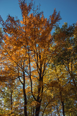 Fototapeta premium Backlit Autumn Tree Colors in Northern Wisconsin