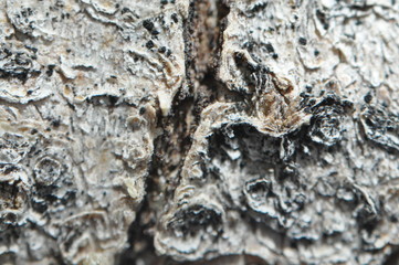 macrophotography image of wooden texture 