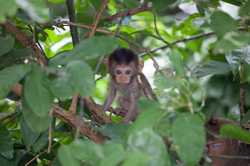 可愛いサル