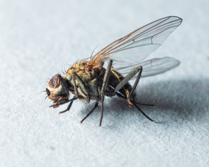 real dead fly, macro shooting
