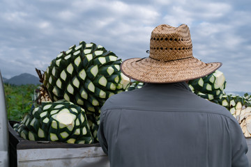 El campesino jimador está arreglando el agave para su transporte.