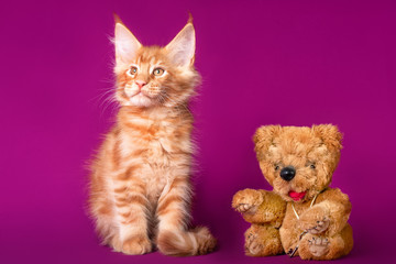 Kitten. Lovely big red and white maine coon pussy cat on fuchsia color background in studio.