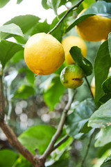 Home Grown lemon tree